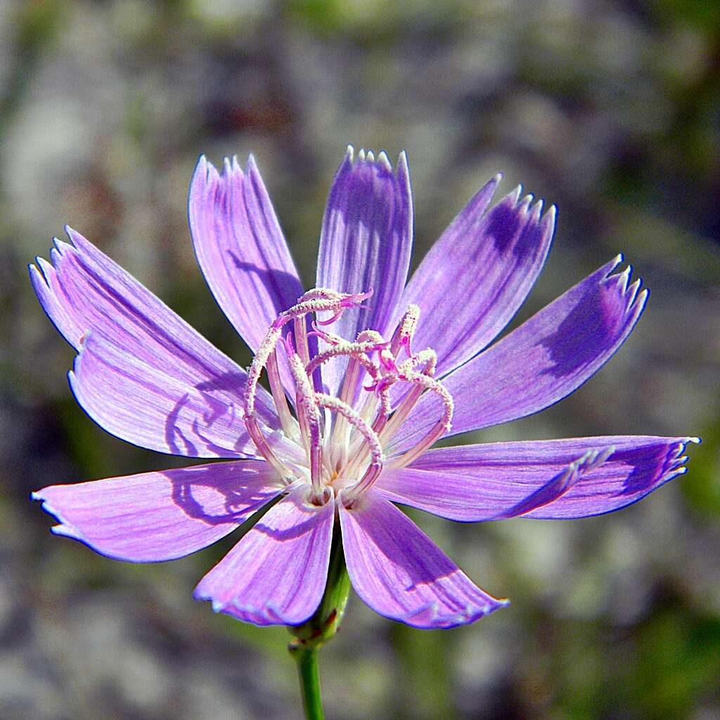 Image of rose rush