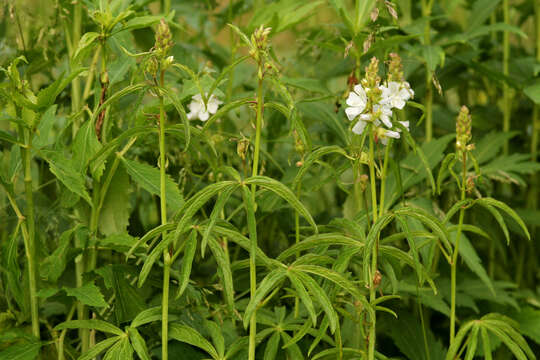 Image of white checkerbloom