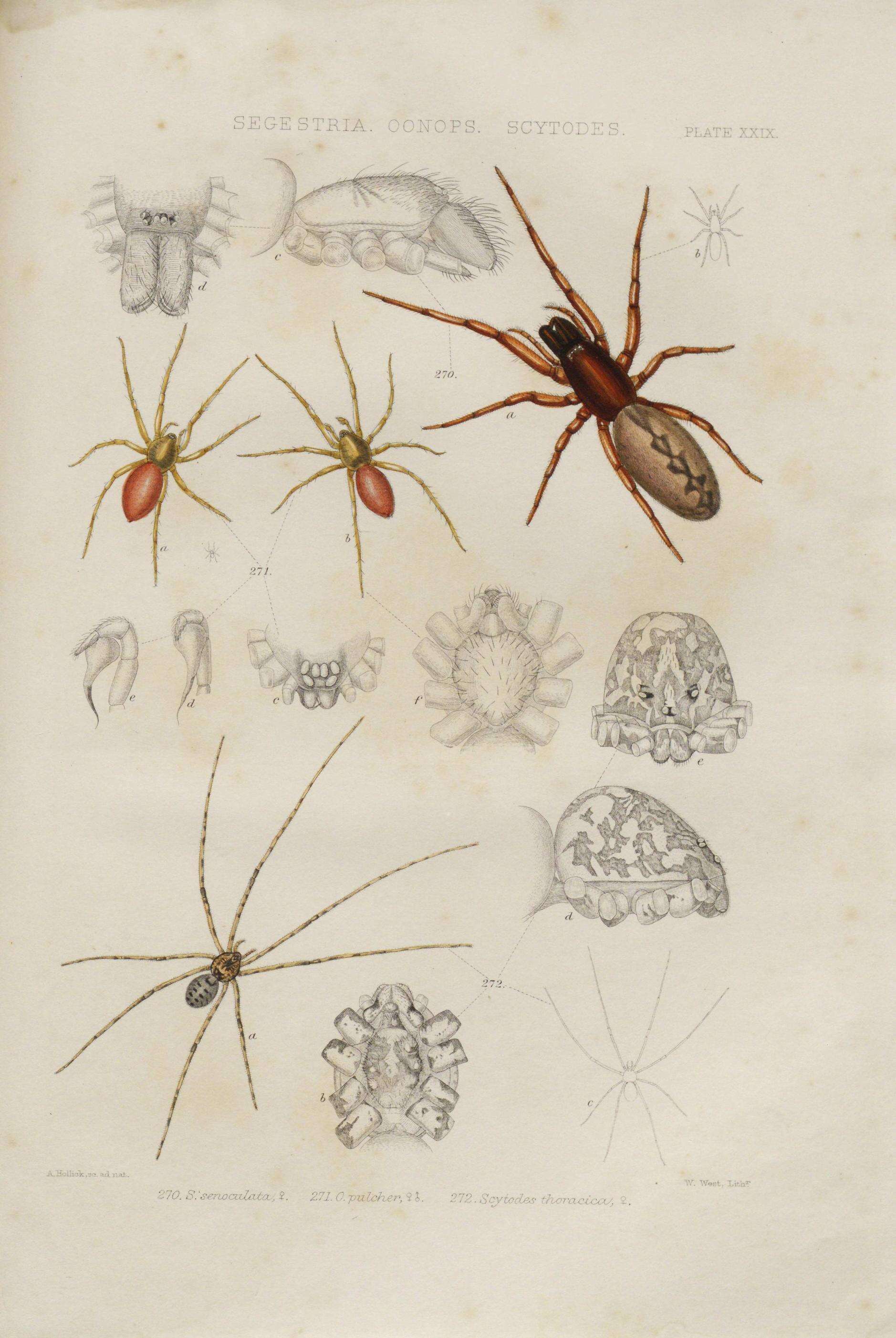 Image de Segestria senoculata (Linnaeus 1758)
