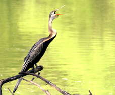 Image of Oriental Darter