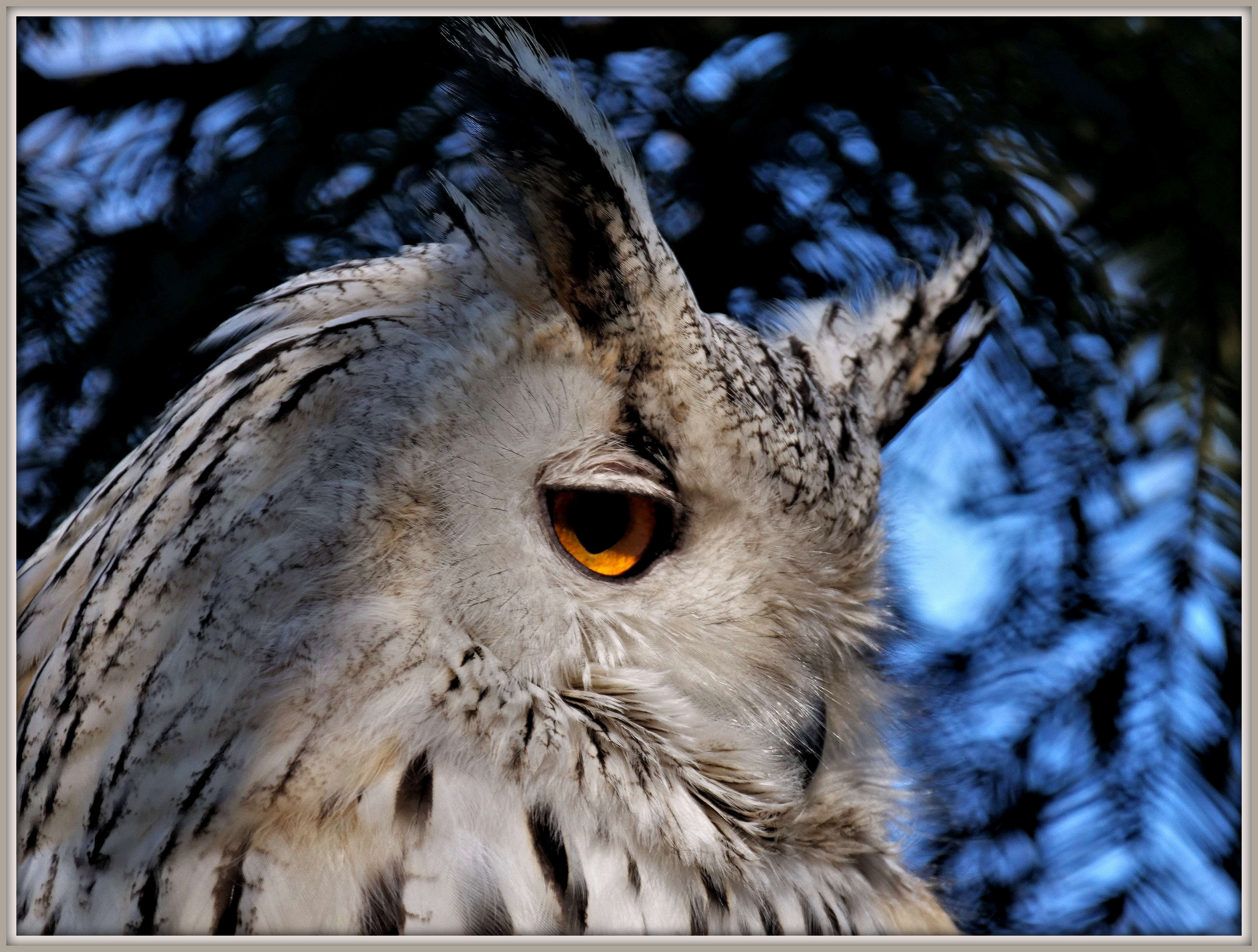 Image of Eurasian Eagle Owl