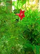 Image of Cypress Vine