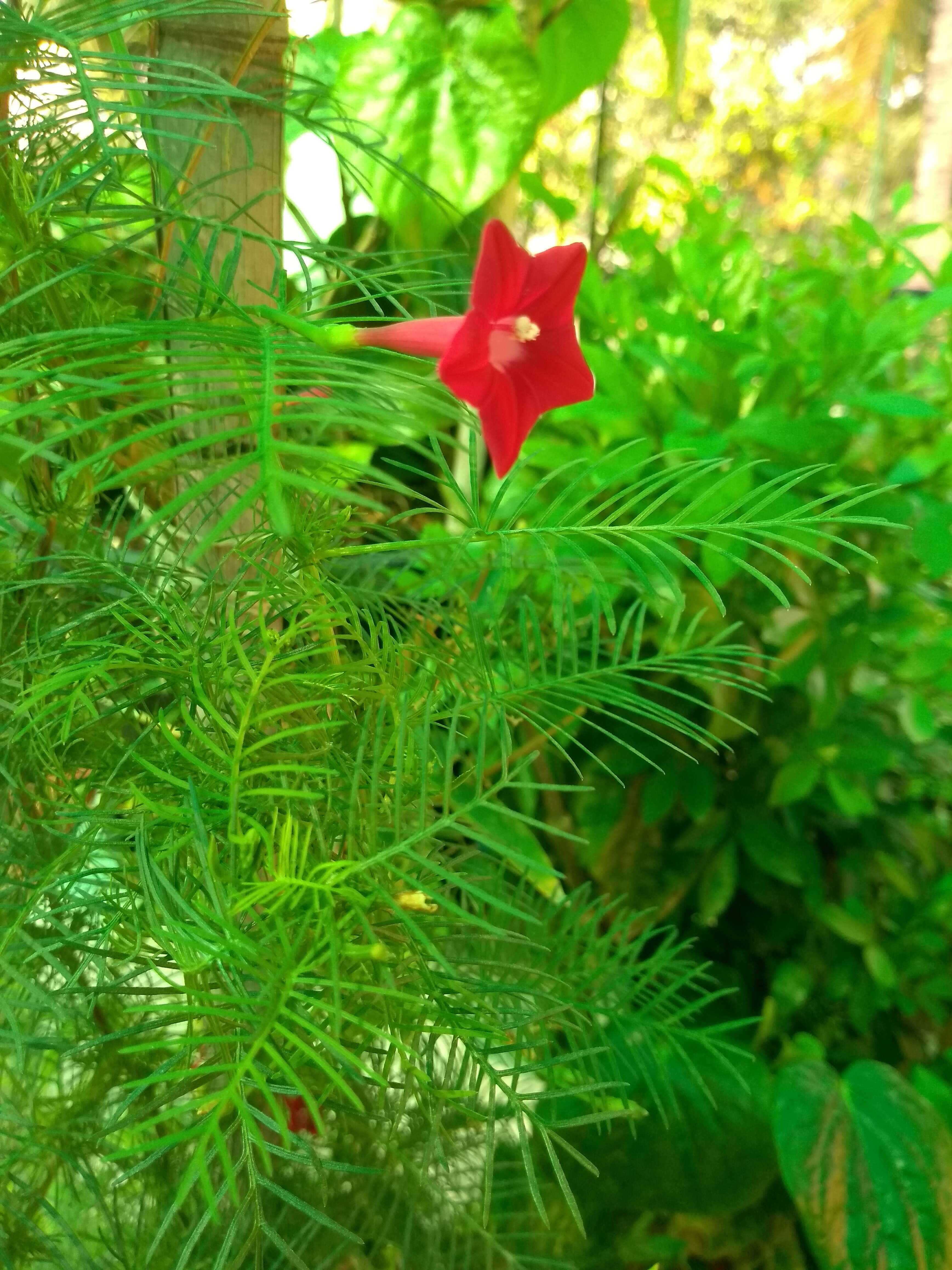 Image of Cypress Vine