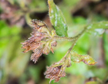 Image of Pulmonaria longifolia (Bast.) Boreau