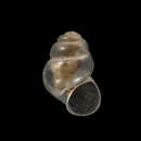 Image of Maitai Cave snail