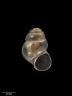 Image of Maitai Cave snail