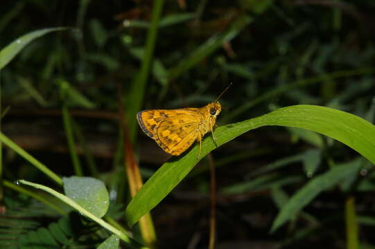 Image of Bush Hopper