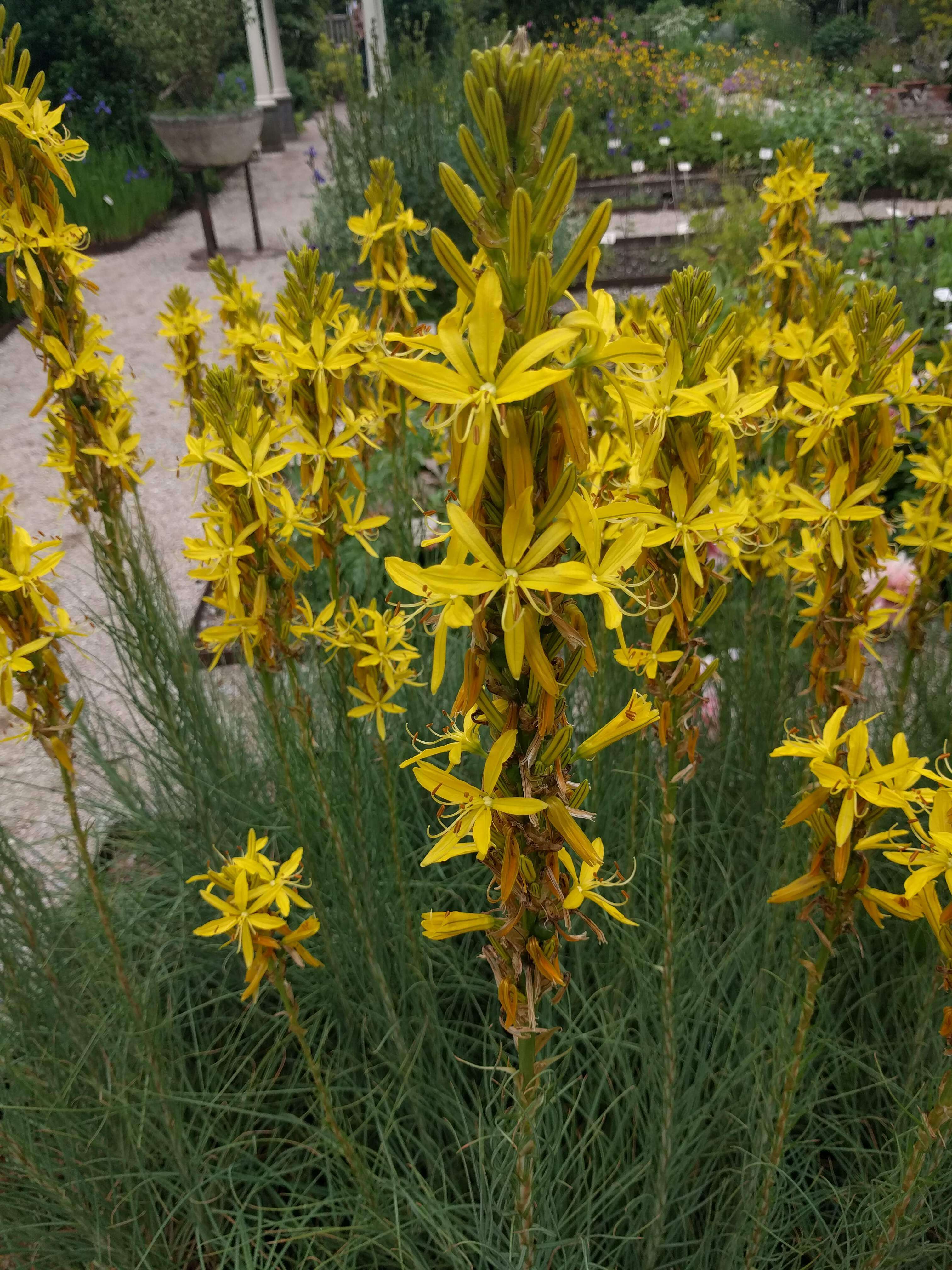 Image of yellow asphodel