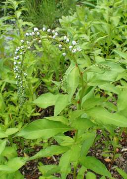 Image of gooseneck yellow loosestrife