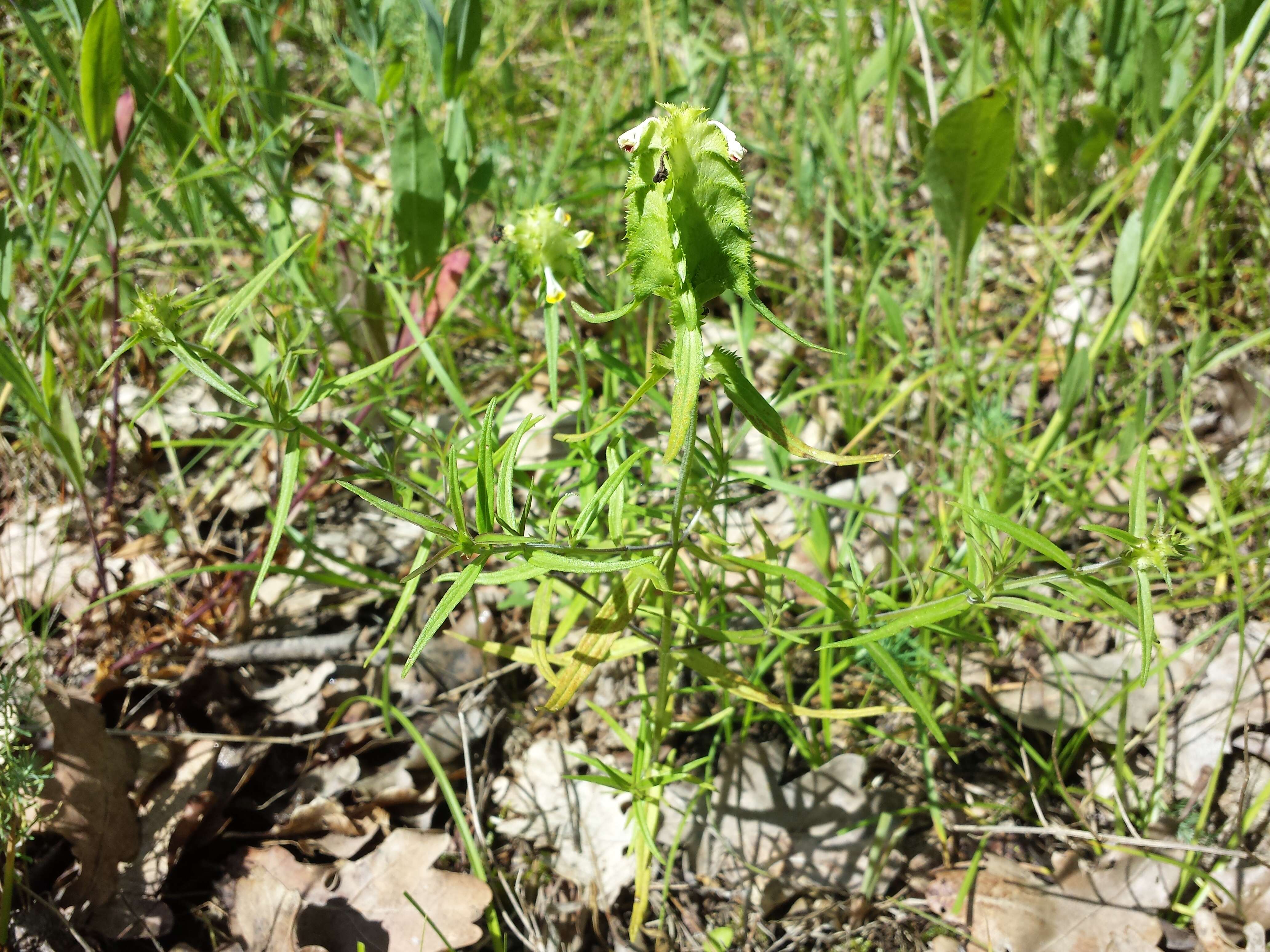 Image of Crested Cow-wheat