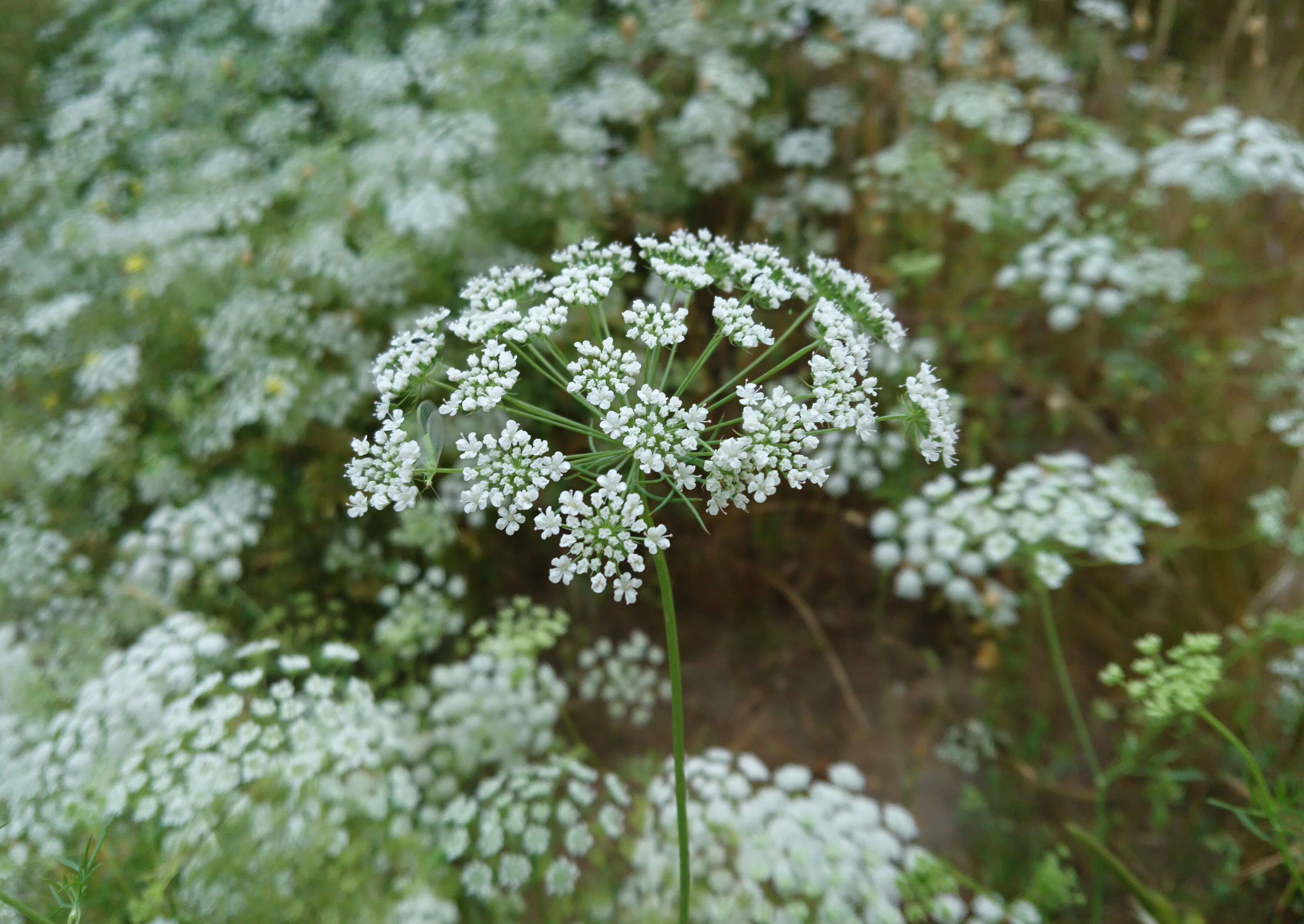 Image of burnet saxifrage