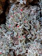 Image of Cladonia macilenta