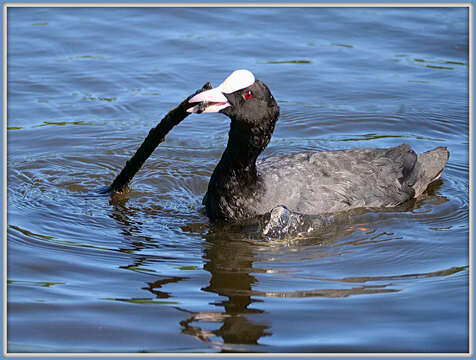 Image of Common Coot