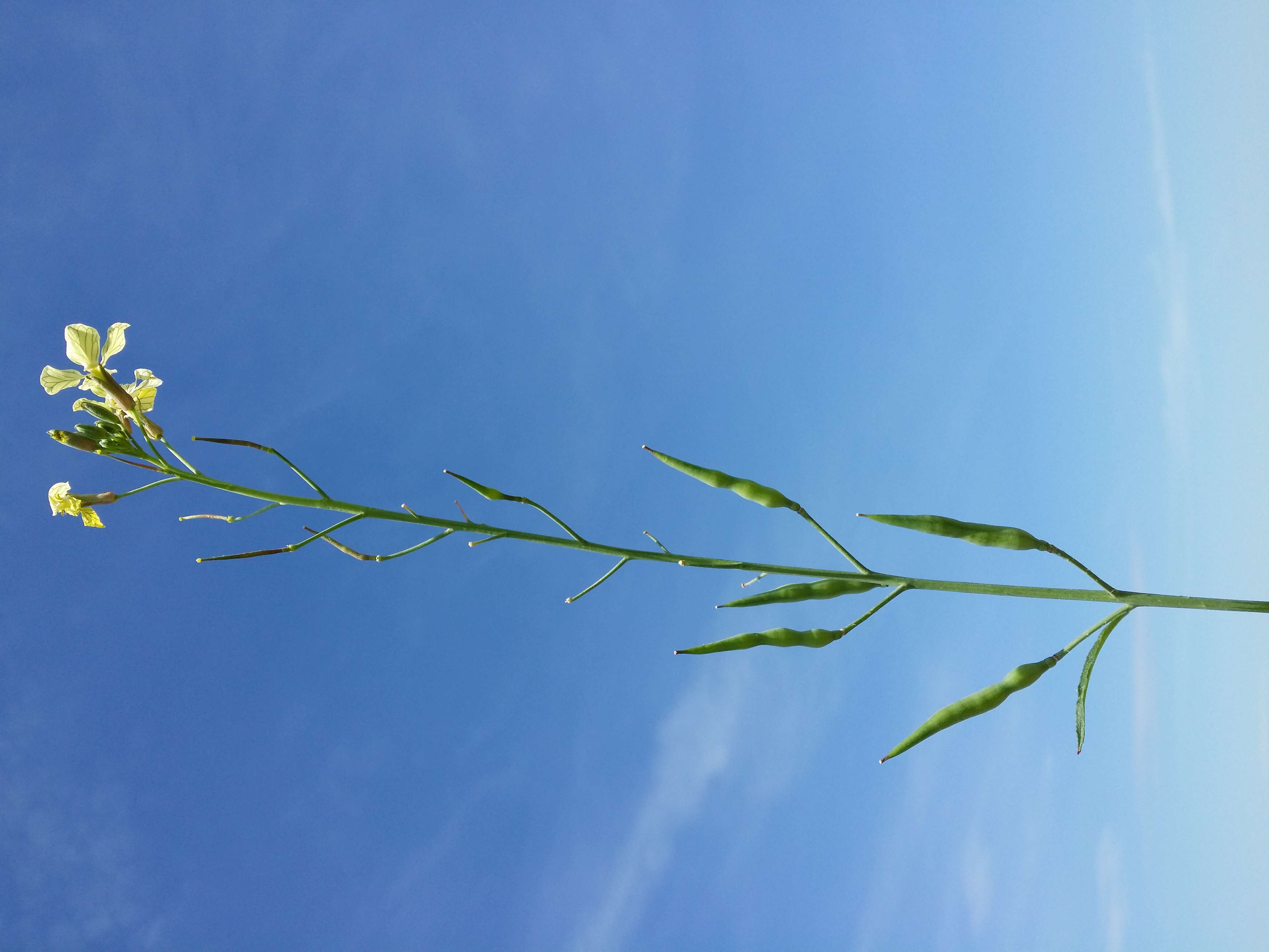 Image of wild radish