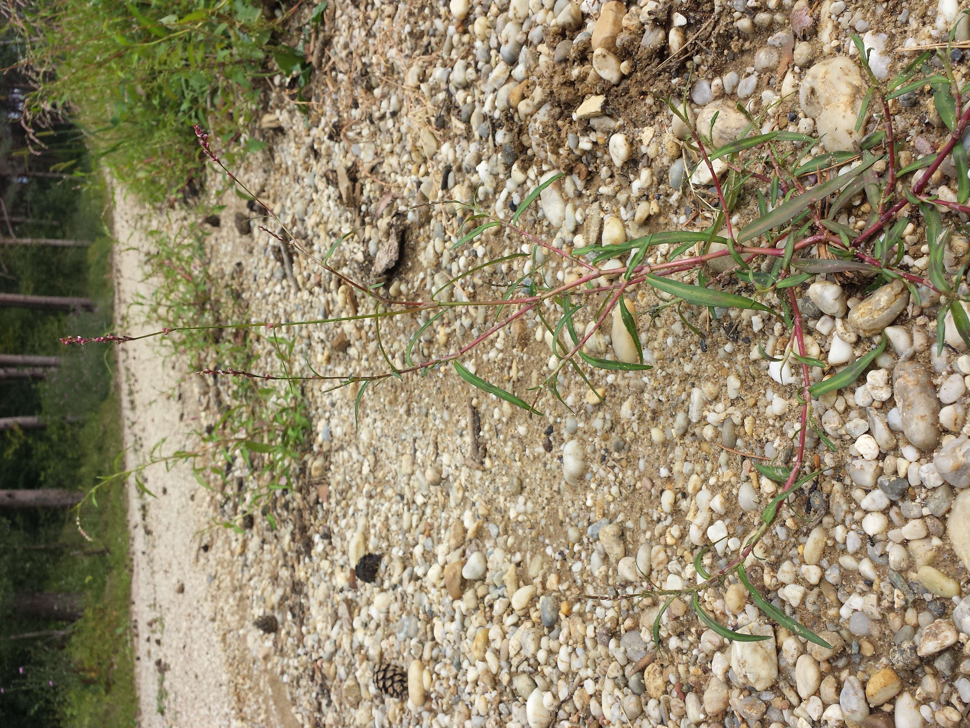 Image of Pygmy Smartweed