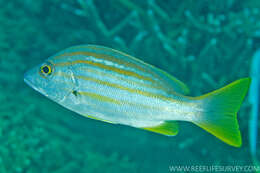 Image of Spanish flag snapper