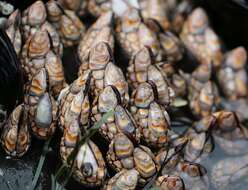 Image of goose-necked barnacle