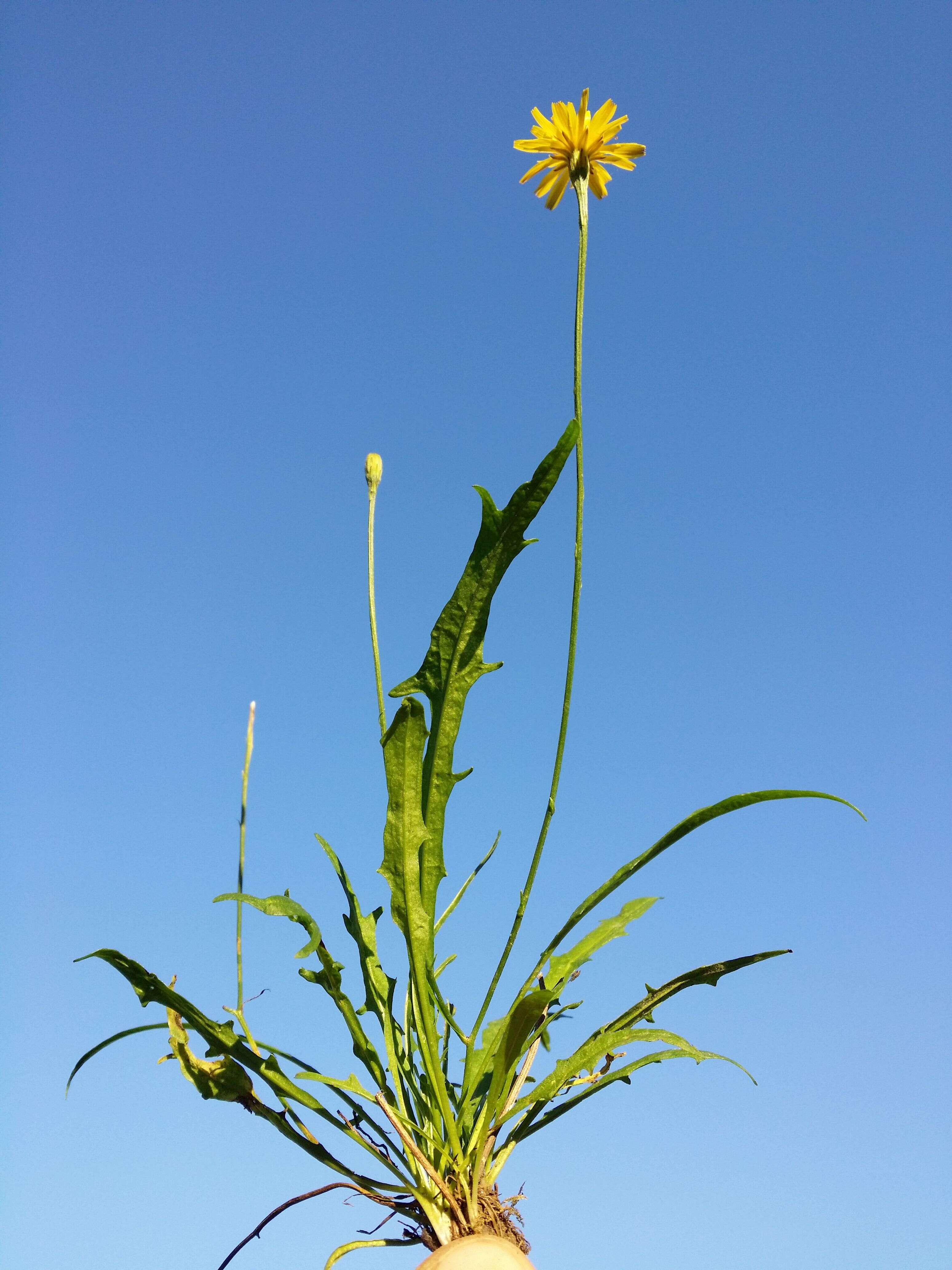 Image of fall dandelion