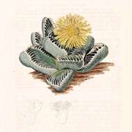 Image of Faucaria tigrina (Haw.) Schwant.