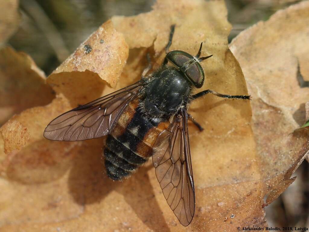 صورة Hybomitra bimaculata (Macquart 1826)