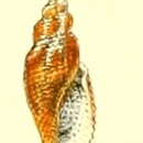 Imagem de Daphnella crebriplicata (Reeve 1846)