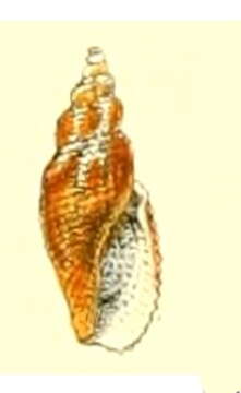 Imagem de Daphnella crebriplicata (Reeve 1846)