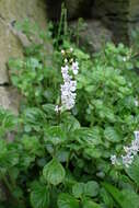 Image de Plectranthus strigosus Benth. ex E. Mey.