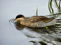 Image of Silver Teal