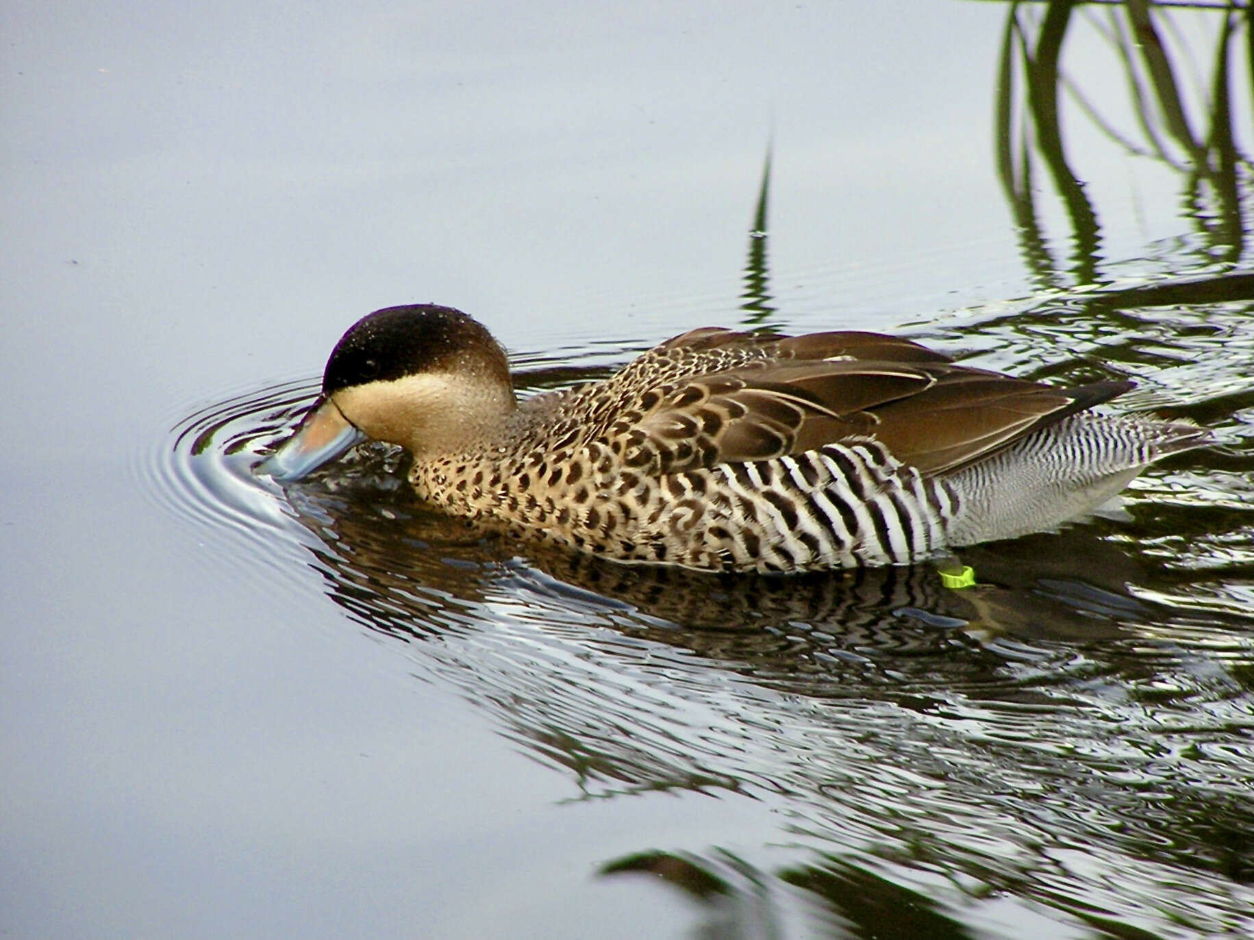 Image of Silver Teal