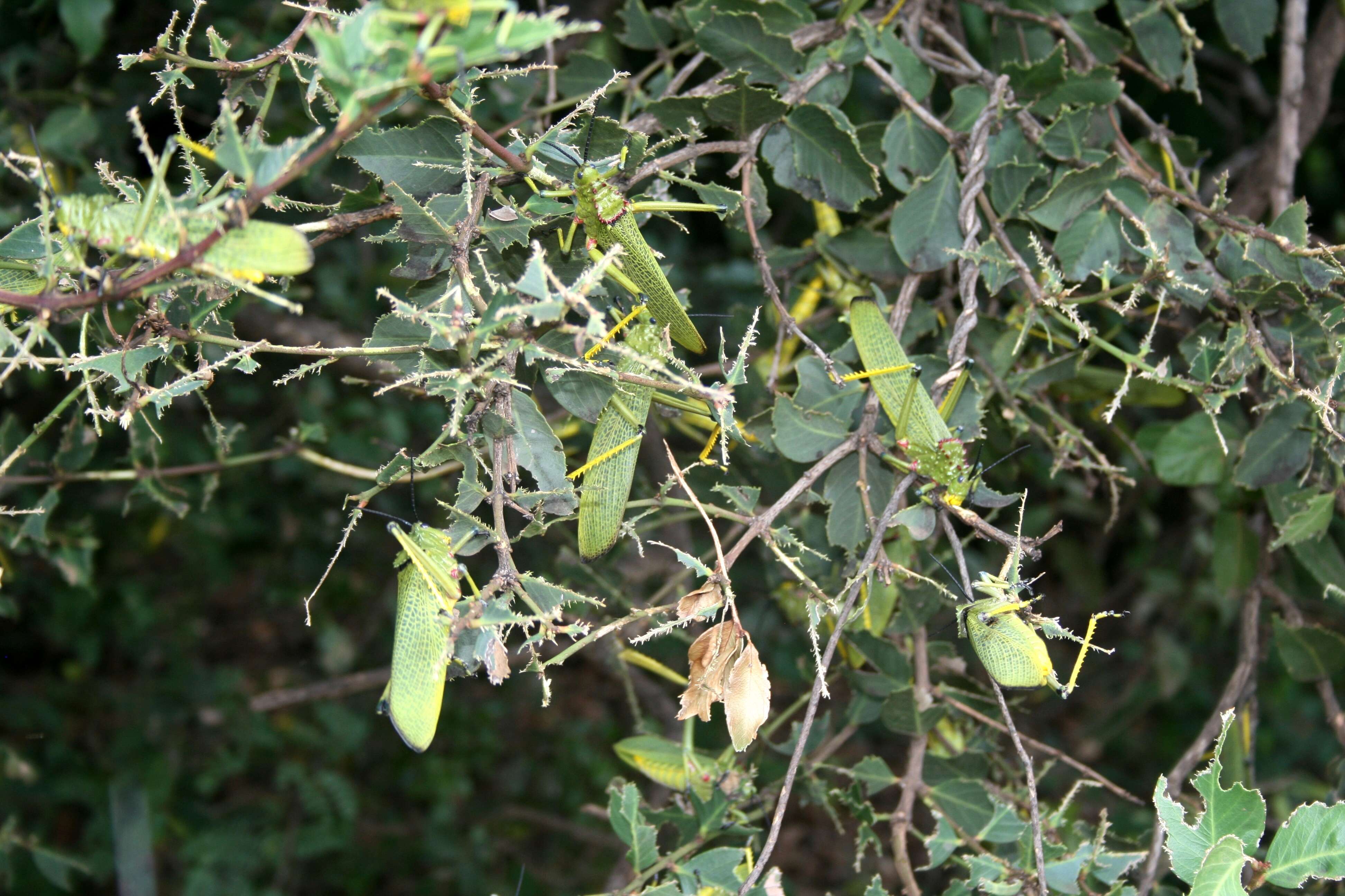 Plancia ëd Phymateus (Phymateus) viridipes Stål 1873