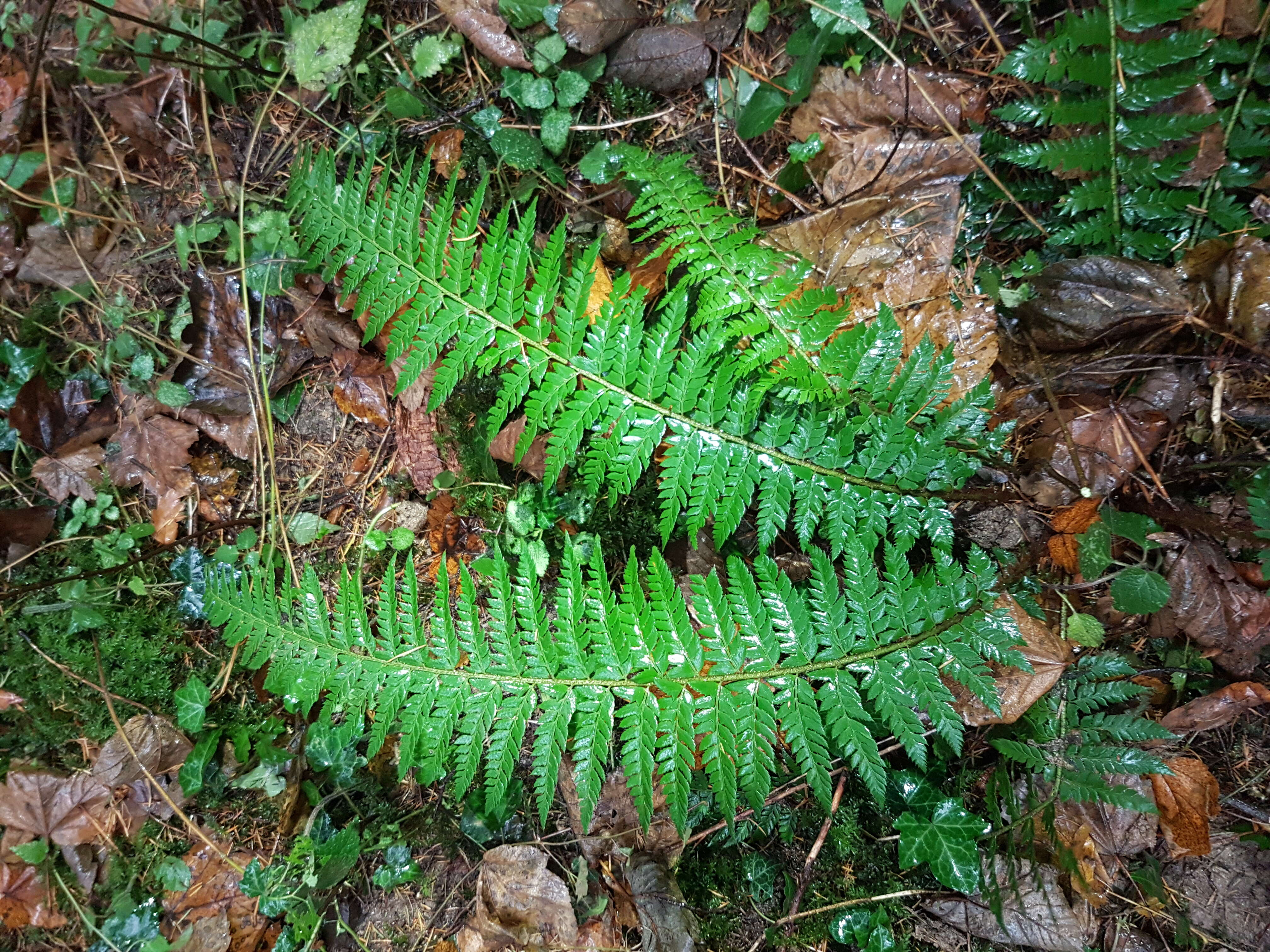 Image of hard shield-fern