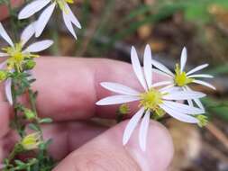 Image of wavyleaf aster