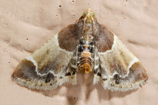 Image of Meal Moth