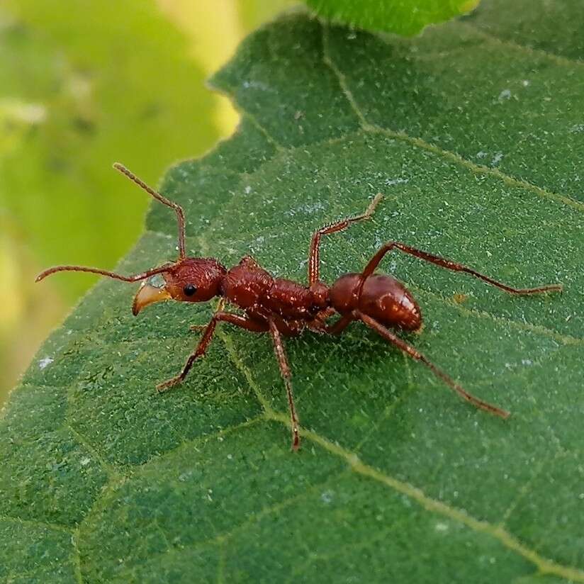 Ectatomma tuberculatum (Olivier 1792)的圖片