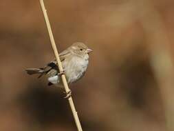 Image of Spanish Sparrow