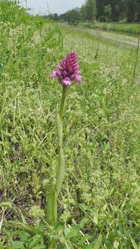 صورة Anacamptis pyramidalis (L.) Rich.