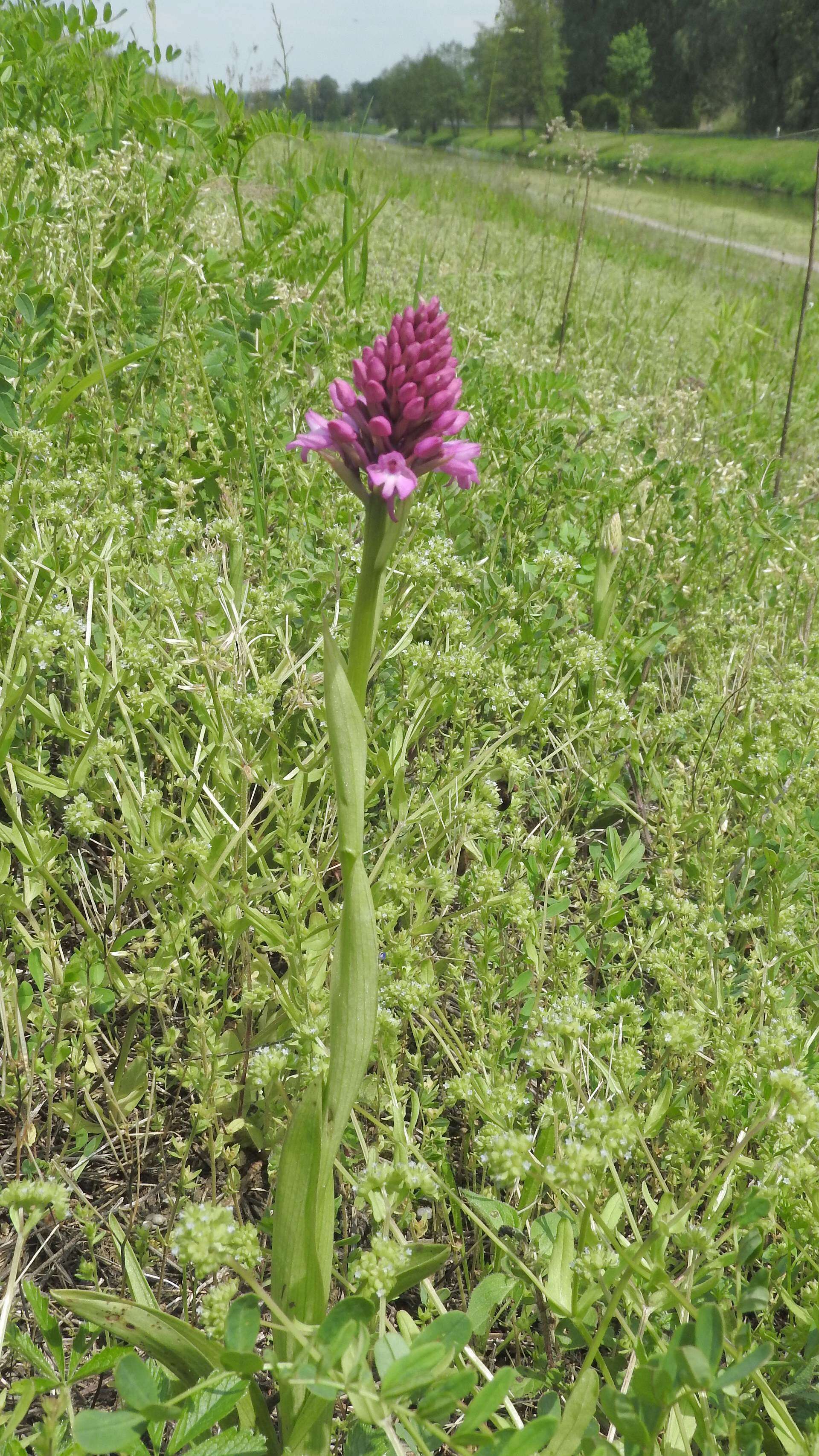 Image of Pyramidal orchid