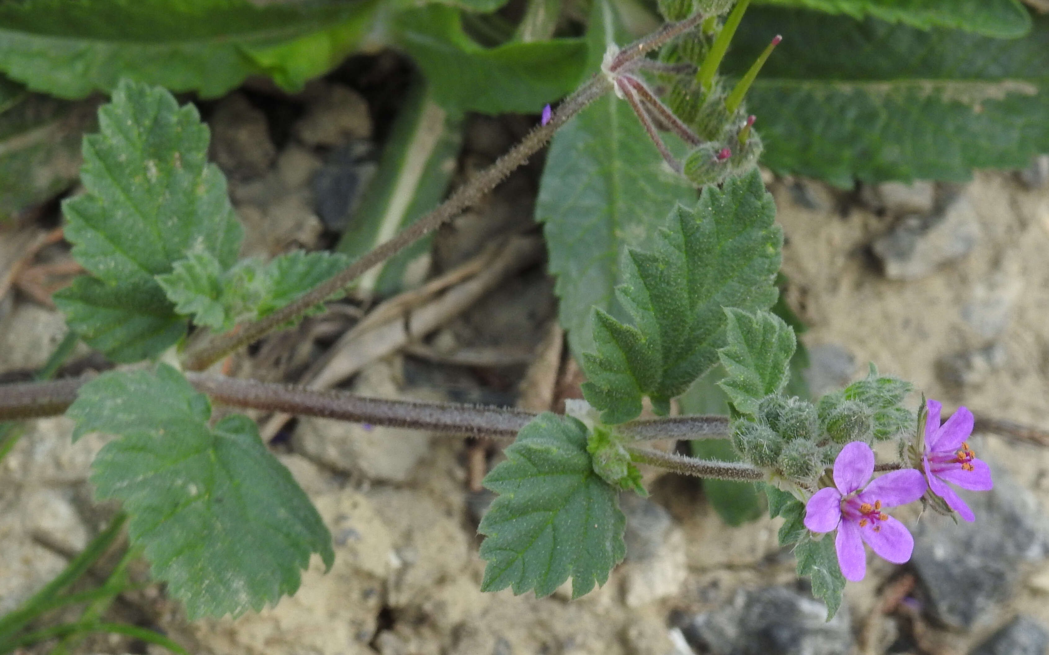 Image of Mediterranean stork's bill