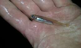 Image of Australian Smelt