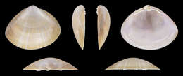 Image of rayed trough clam