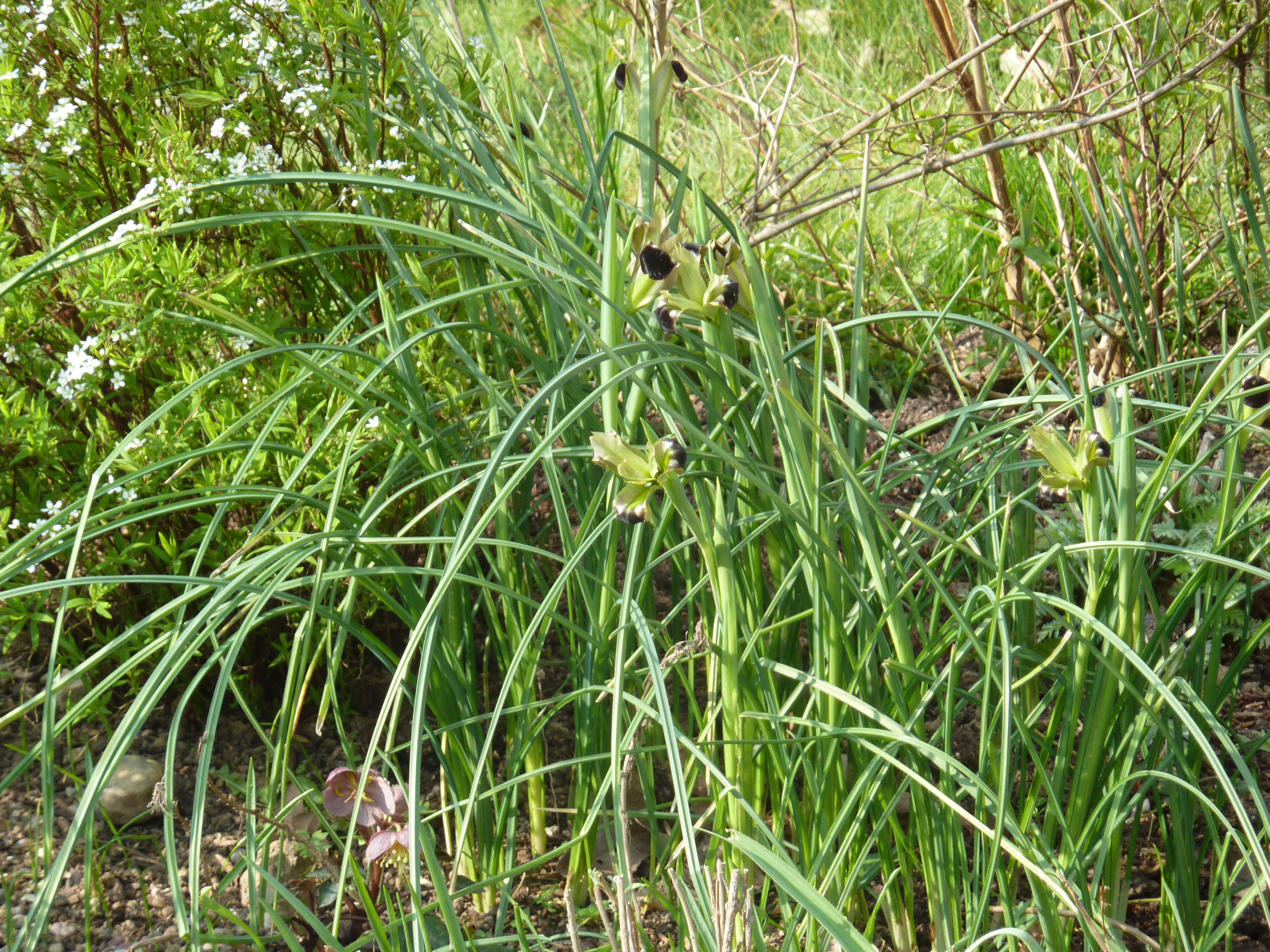 Image of Iris tuberosa L.