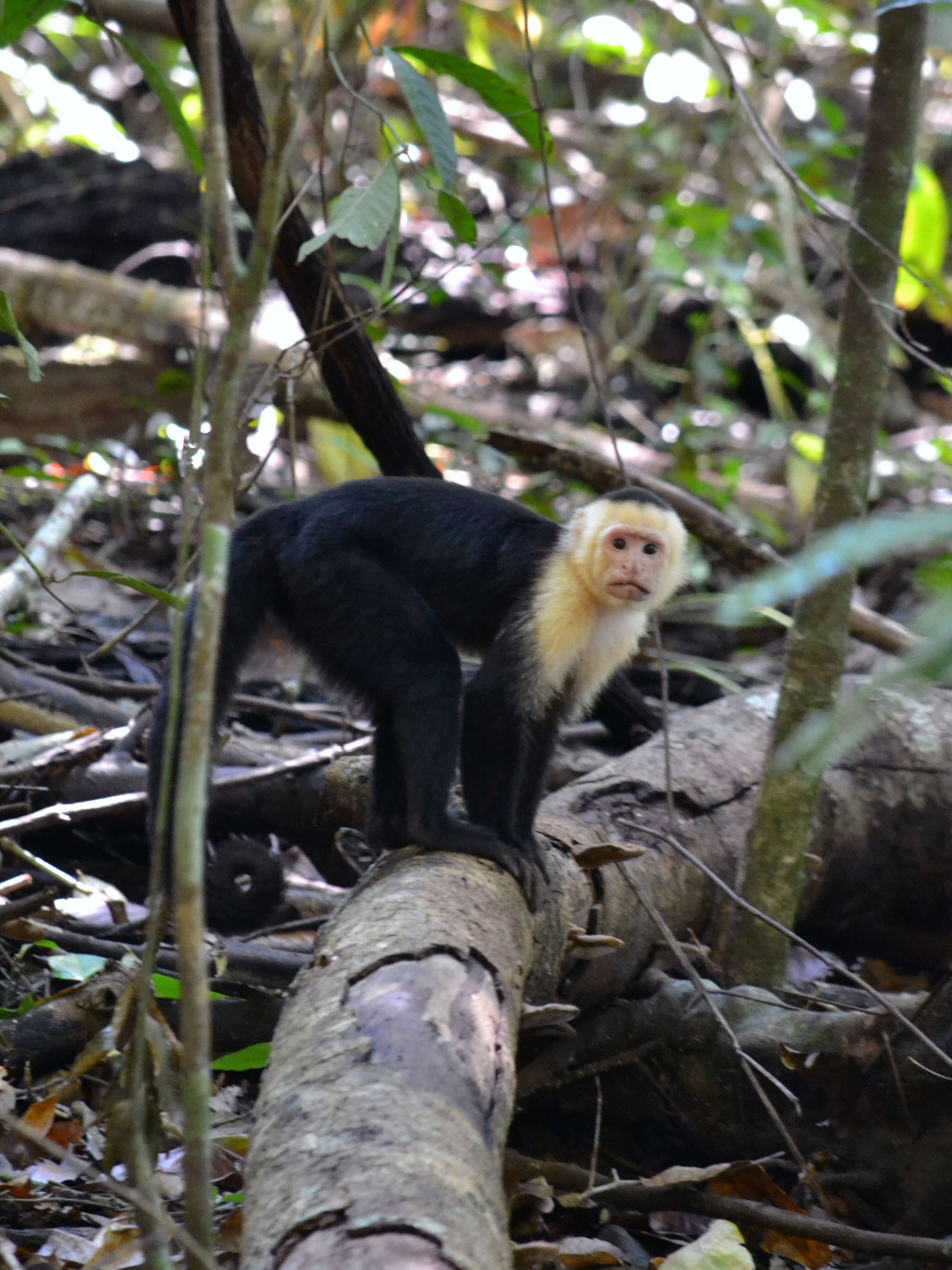 Image of Panama capuchin monkey