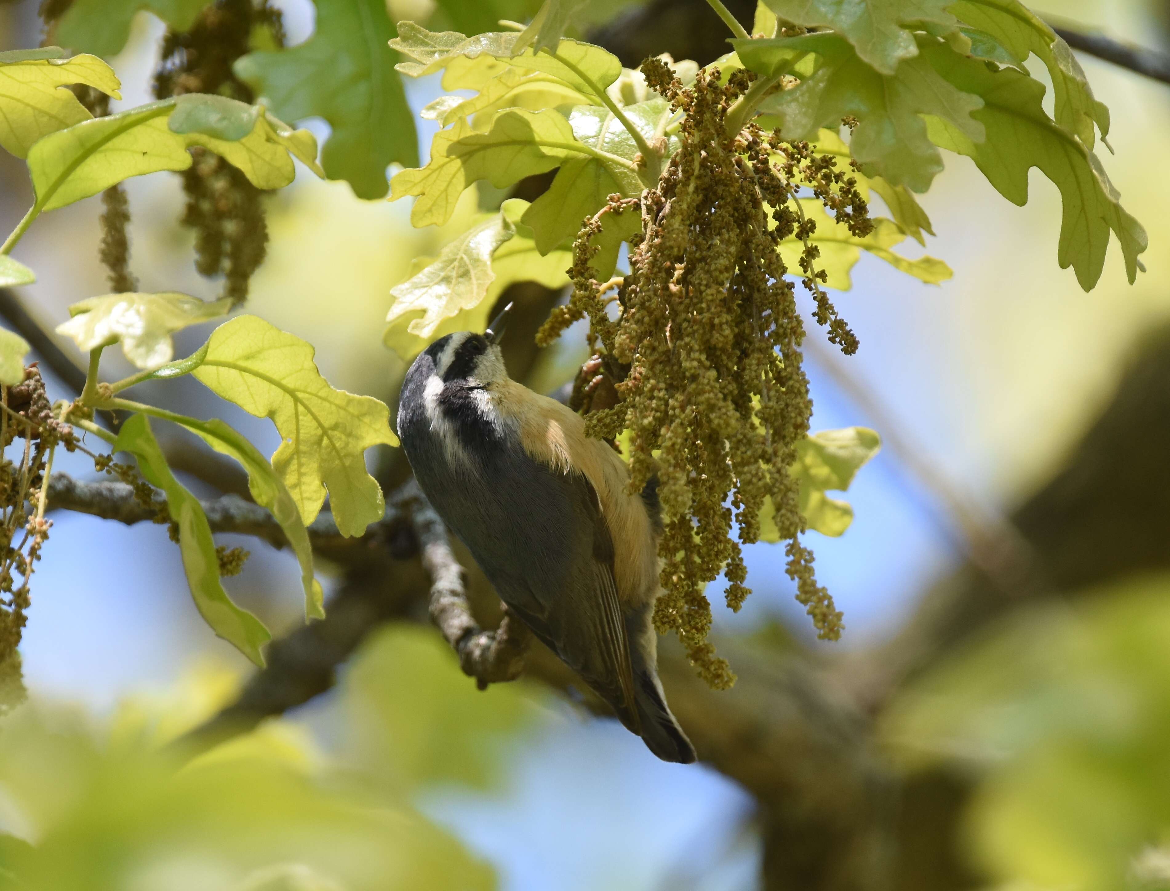 Image of Red-breasted Nuthatch