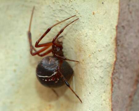 Image of Parasteatoda