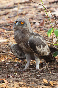 Image of Dusky Eagle-Owl