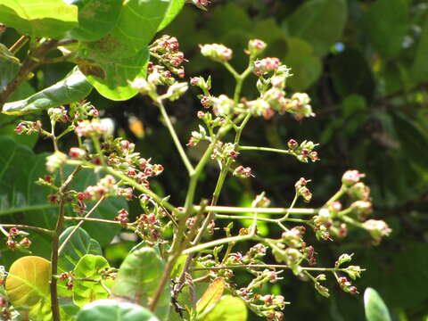 Image of cashew