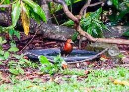 Image of Red-necked Crake