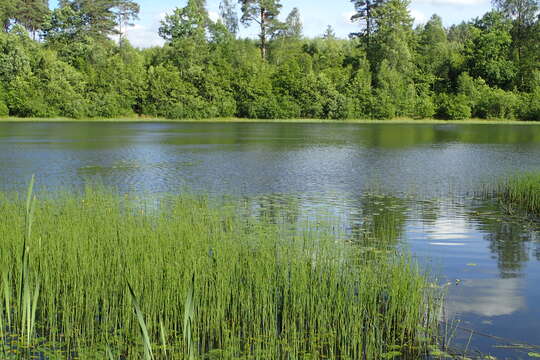 Image of Water Horsetail