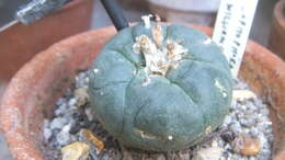 Image of peyote