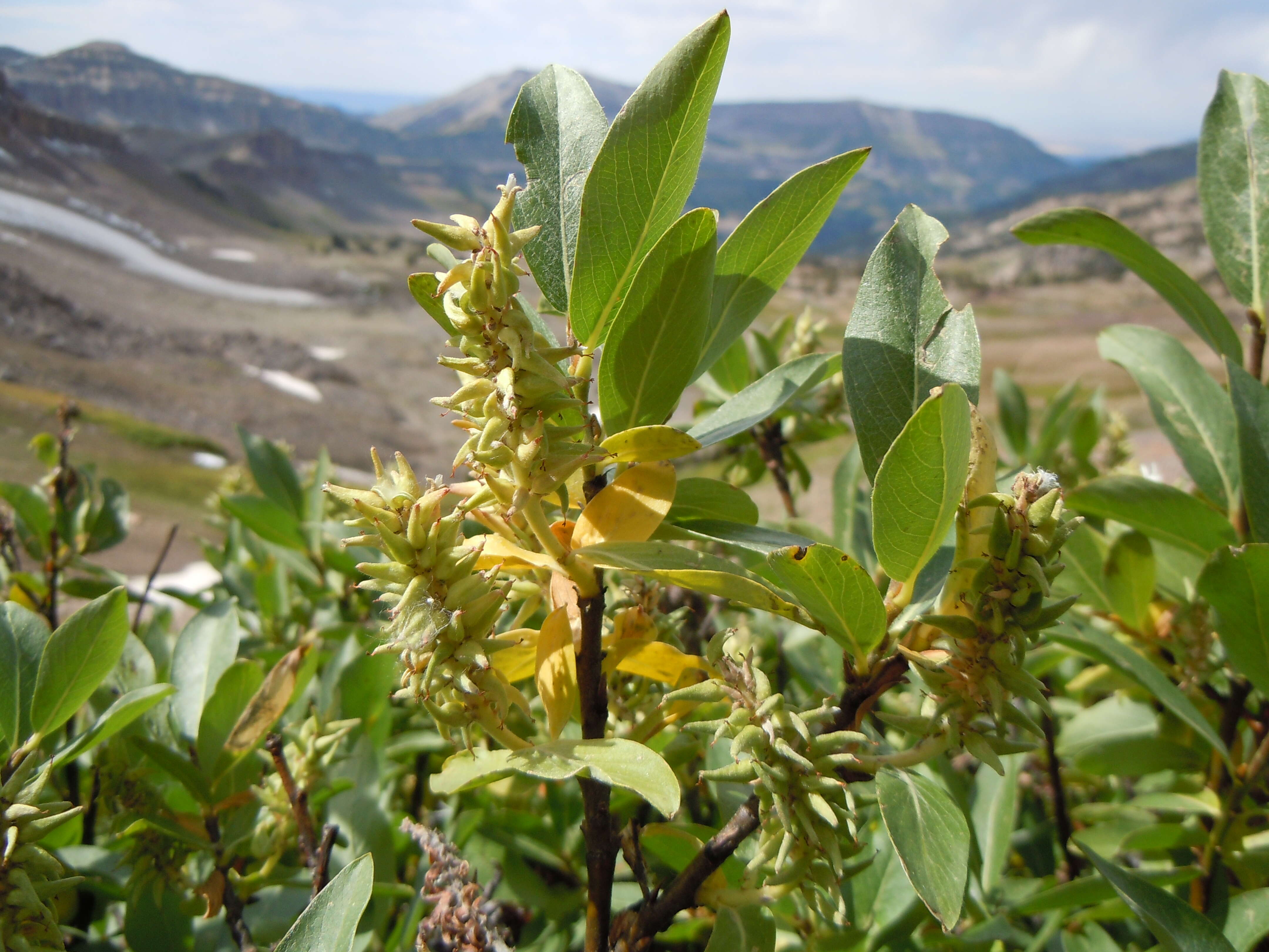 Image of mountain willow